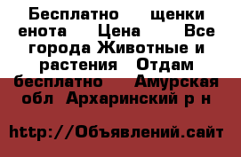 Бесплатно !!! щенки енота!! › Цена ­ 1 - Все города Животные и растения » Отдам бесплатно   . Амурская обл.,Архаринский р-н